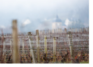 2022 Burgundy en primeur report