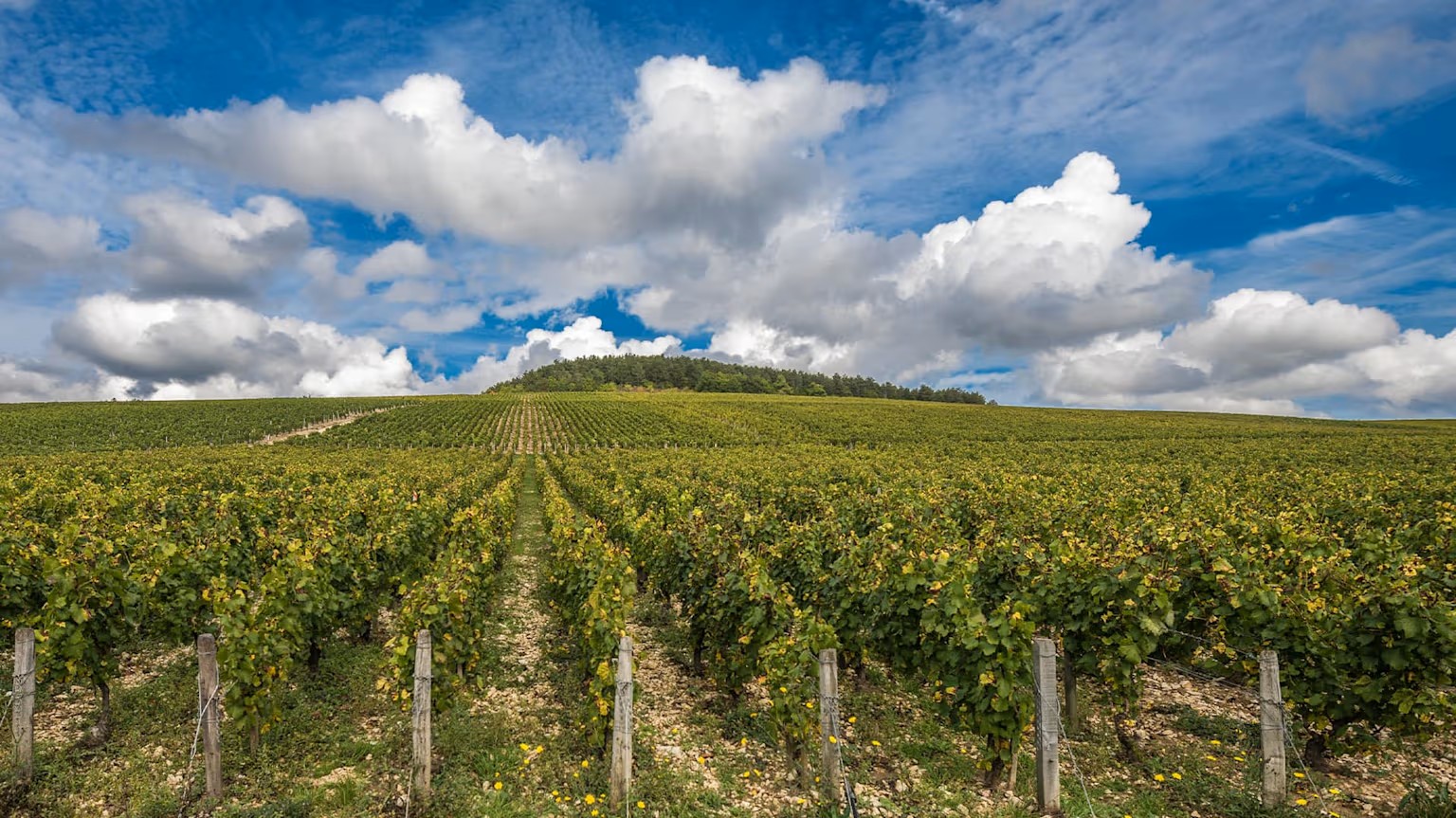 Grand Cru vineyards in Chablis