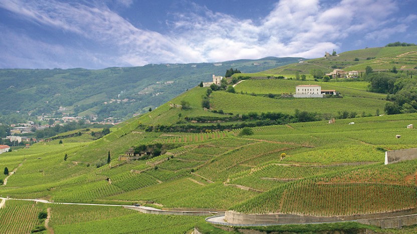 Chapoutier vineyards, Rhone valley
