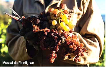 Muscat de Frontignan