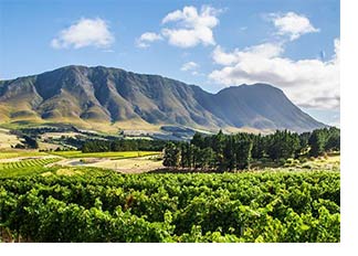 Newton Johnson vineyards