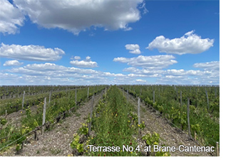 'Terrasse No4' at Brane-Cantenac
