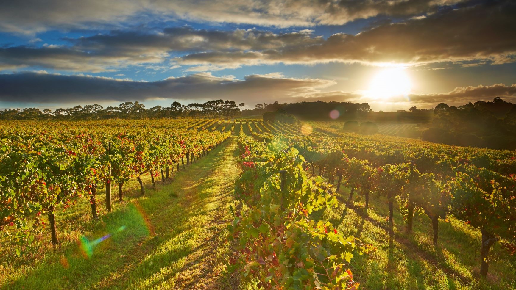 Leeuwin Estate vineyards, Margaret River