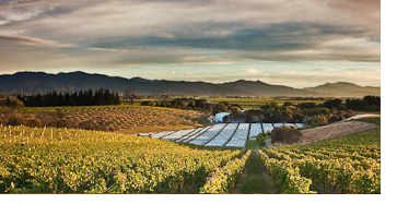 Dog Point vineyards, Marlborough