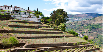 Quinta Do Noval  in the Douro valley