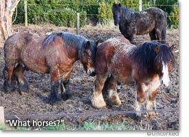 The horses at Domaine Arlaud