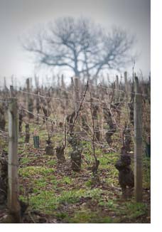 Cote de Nuits vineyard