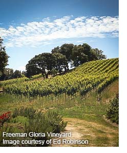 Freeman Gloria Vineyard