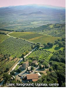 Lisini's Ugolaia vineyard in Montalcino