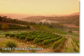 One of Terredora's vineyards in Santa Paolina
