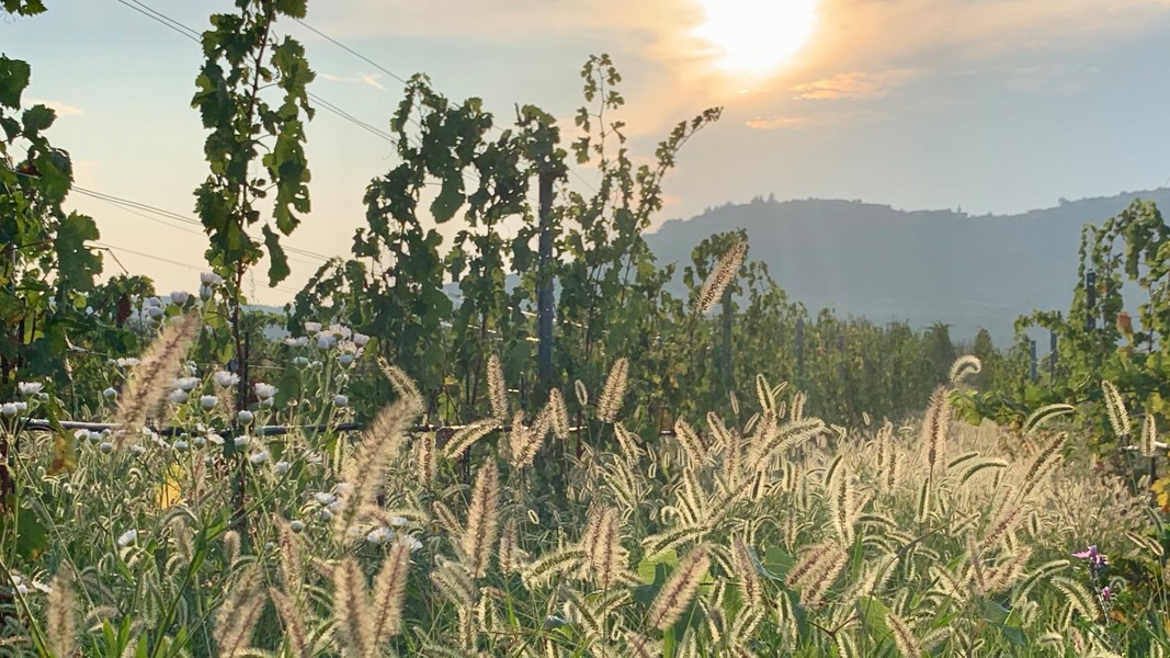 Corte Sant'Alda vineyards, Veneto