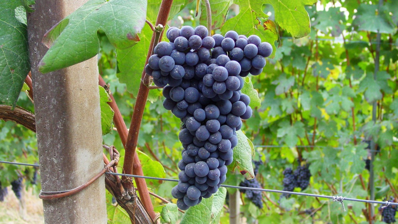 Nebbiolo grapes